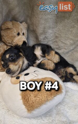 BEAUTIFUL LONGHAIRED MINI DACHSHUND PUPPIES
