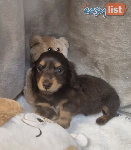 BEAUTIFUL LONGHAIRED MINI DACHSHUND PUPPIES
