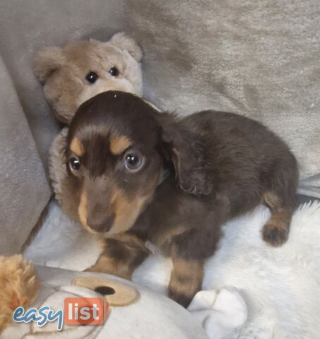 BEAUTIFUL LONGHAIRED MINI DACHSHUND PUPPIES