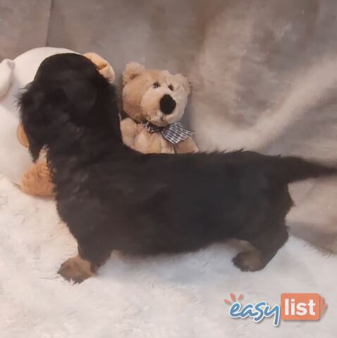 BEAUTIFUL LONGHAIRED MINI DACHSHUND PUPPIES