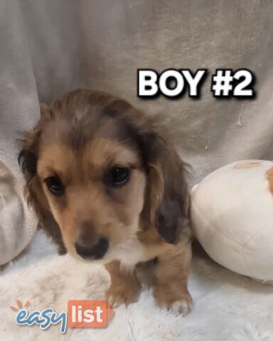 BEAUTIFUL LONGHAIRED MINI DACHSHUND PUPPIES