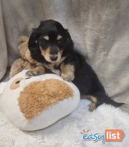 BEAUTIFUL LONGHAIRED MINI DACHSHUND PUPPIES