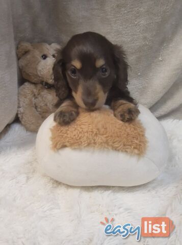 BEAUTIFUL LONGHAIRED MINI DACHSHUND PUPPIES