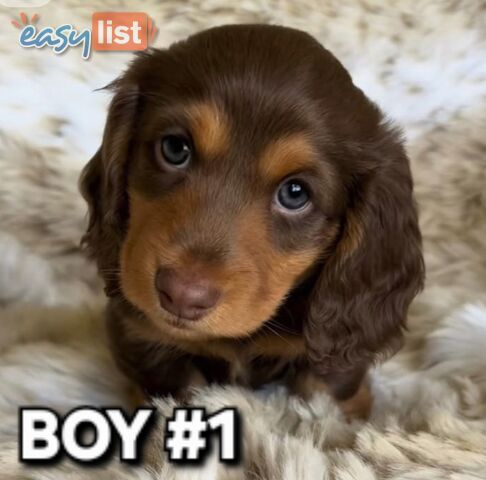 BEAUTIFUL LONGHAIRED MINI DACHSHUND PUPPIES