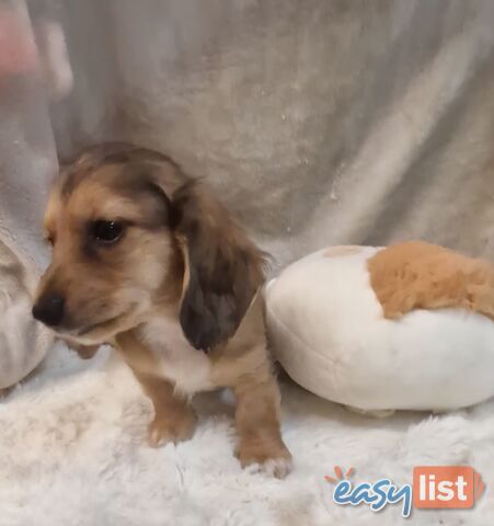 BEAUTIFUL LONGHAIRED MINI DACHSHUND PUPPIES