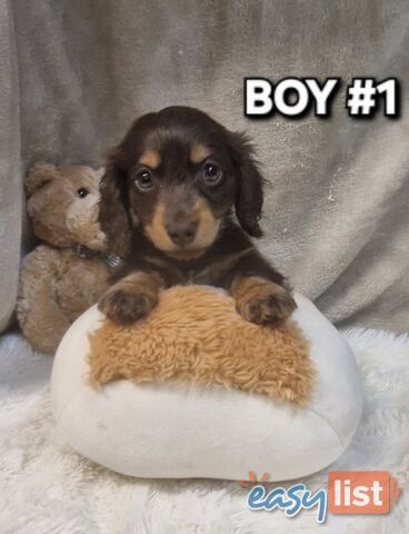 BEAUTIFUL LONGHAIRED MINI DACHSHUND PUPPIES