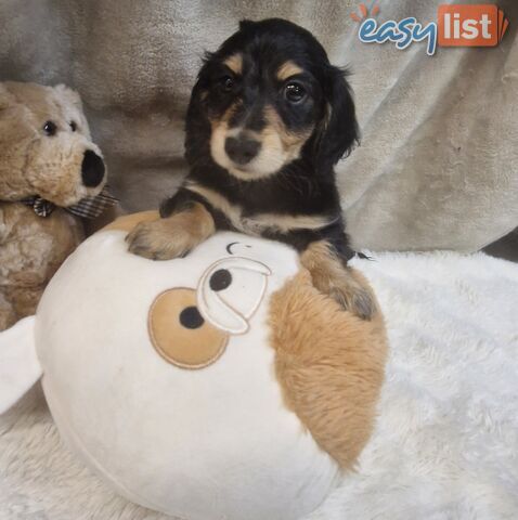 BEAUTIFUL LONGHAIRED MINI DACHSHUND PUPPIES