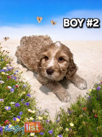 ABSOLUTELY BEAUTIFUL SPOODLE PUPPIES