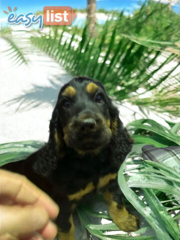 ABSOLUTELY BEAUTIFUL SPOODLE PUPPIES