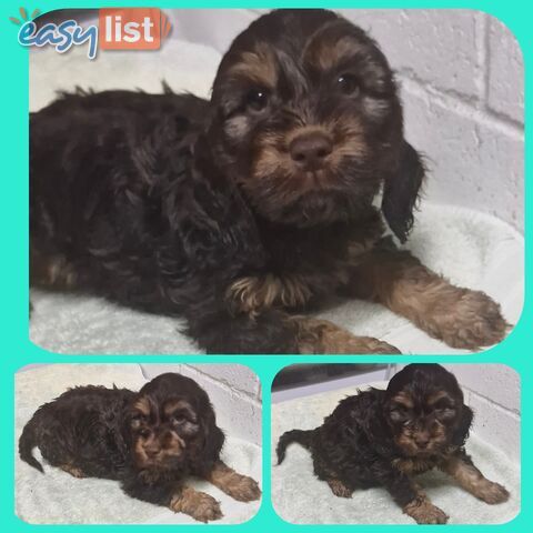 ABSOLUTELY BEAUTIFUL SPOODLE PUPPIES