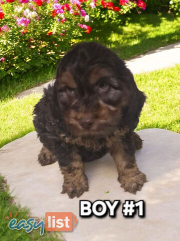 ABSOLUTELY BEAUTIFUL SPOODLE PUPPIES