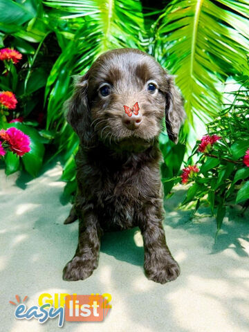 STUNNING TOY CHOCOLATE SPOODLE PUPPIES