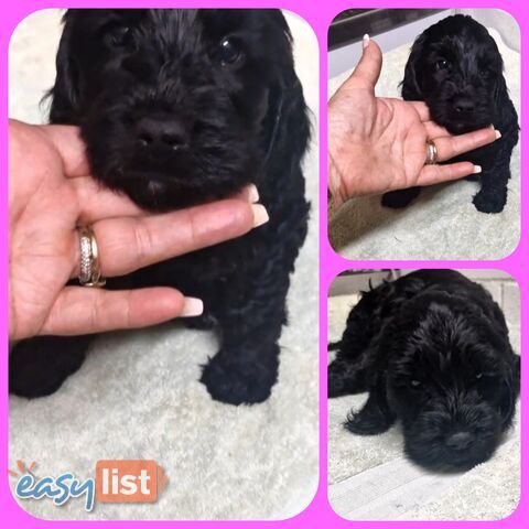ABSOLUTELY BEAUTIFUL SPOODLE PUPPIES