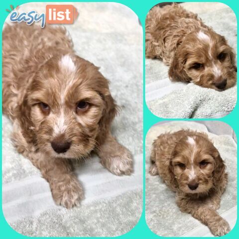 ABSOLUTELY BEAUTIFUL SPOODLE PUPPIES
