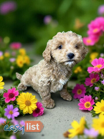 STUNNING GOLDEN TOY SPOODLE PUPPIES