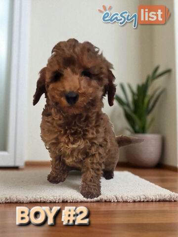 STUNNING RUBY TOY SPOODLE PUPPIES