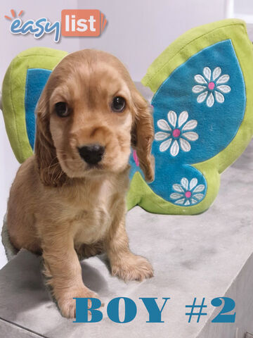 STUNNING COCKER SPANIEL PUPPIES  