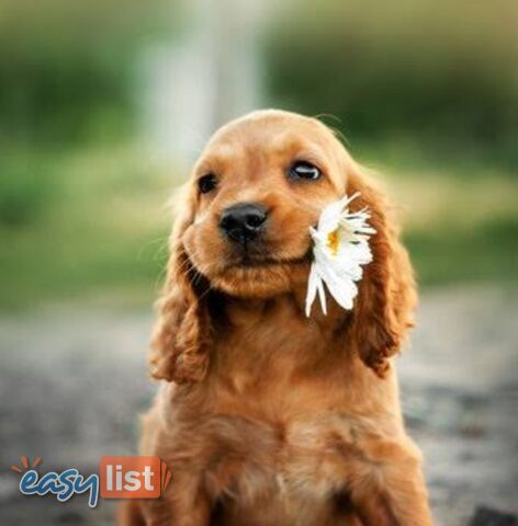 STUNNING COCKER SPANIEL PUPPIES  