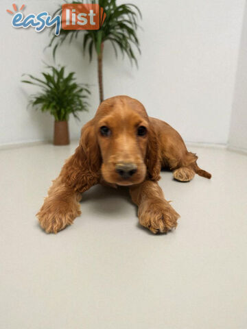 STUNNING COCKER SPANIEL PUPPIES  