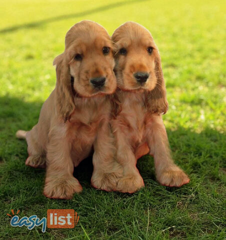 STUNNING COCKER SPANIEL PUPPIES  