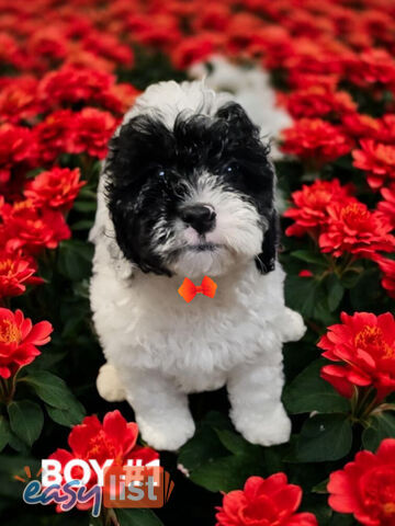 GORGEOUS TOY CAVOODLE PUPPIES 