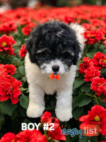 GORGEOUS TOY CAVOODLE PUPPIES 