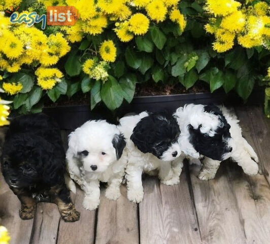 GORGEOUS TOY CAVOODLE PUPPIES GORGEOUS TOY CAVOODLE PUPPIES