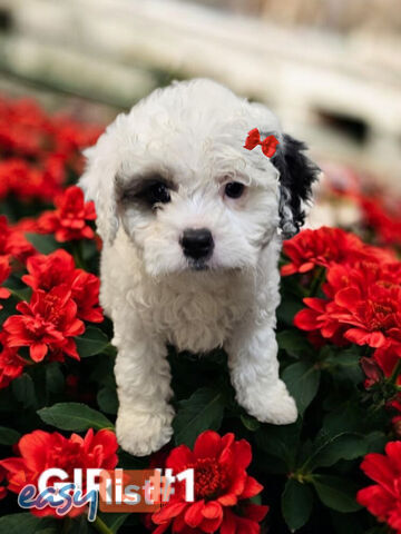 GORGEOUS CAVOODLE PUPPIES 