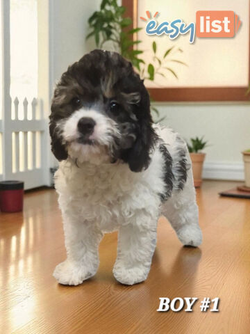 GORGEOUS TOY CAVOODLE PUPPIES 