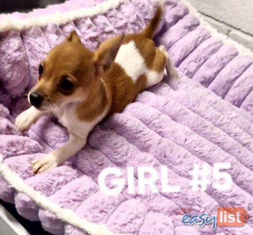 SPUNKY  TINY TACO TERRIER PUPPIES 