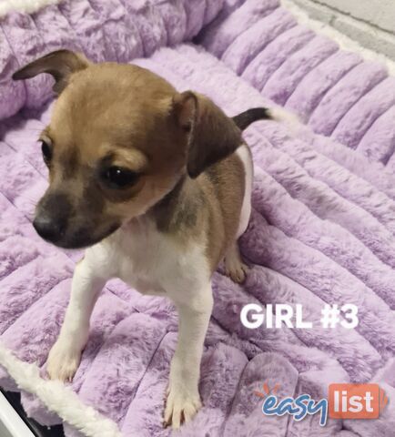 SPUNKY  TINY TACO TERRIER PUPPIES 