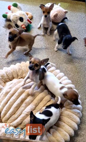 SPUNKY  TINY TACO TERRIER PUPPIES 