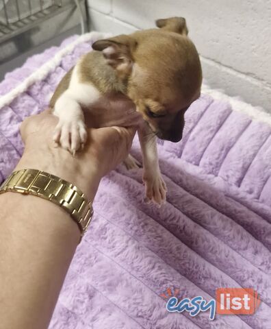 SPUNKY  TINY TACO TERRIER PUPPIES 
