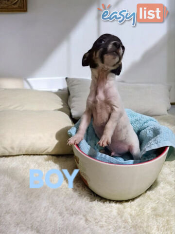 SPUNKY  TINY TACO TERRIER PUPPIES 