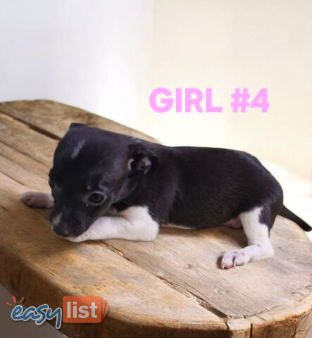 SPUNKY  TINY TACO TERRIER PUPPIES 
