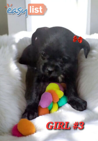 FUN-LOVING GORGEOUS PUG x POODLE PUPPIES
