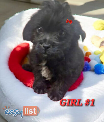 FUN-LOVING GORGEOUS PUG x POODLE PUPPIES