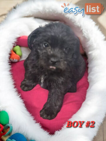 FUN-LOVING GORGEOUS PUG x POODLE PUPPIES