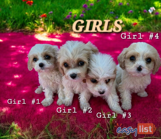 ADORABLE SWEET CAVACHON PUPPIES COMING SOON!!!