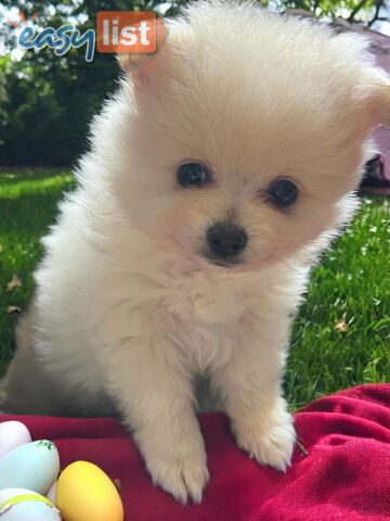 ADORABLE TINY TEACUP TEDDY BEAR POMERANIAN PUPPIES COMING SOON!!! ADORABLE TINY TEACUP TEDDY BEAR POMERANIAN PUPPIES COMING SOON!!!