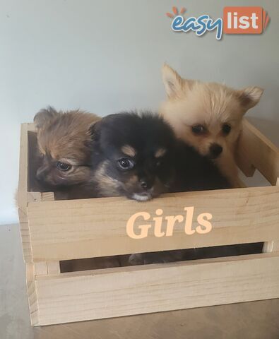 Teacup store pomchi puppies