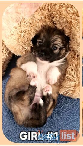 GORGEOUS TINY POMCHI PUPPIES COMING SOON!!!! GORGEOUS TINY POMCHI PUPPIES COMING SOON!!!!