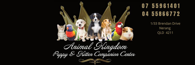 GORGEOUS RUBY BEAGLIER PUPPIES COMING SOON!!