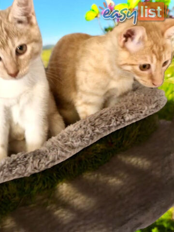 DOMESTIC SHORT HAIR KITTENS