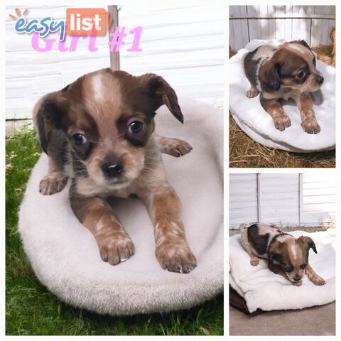 STUMPY CATTLE DOG X PUPPIES