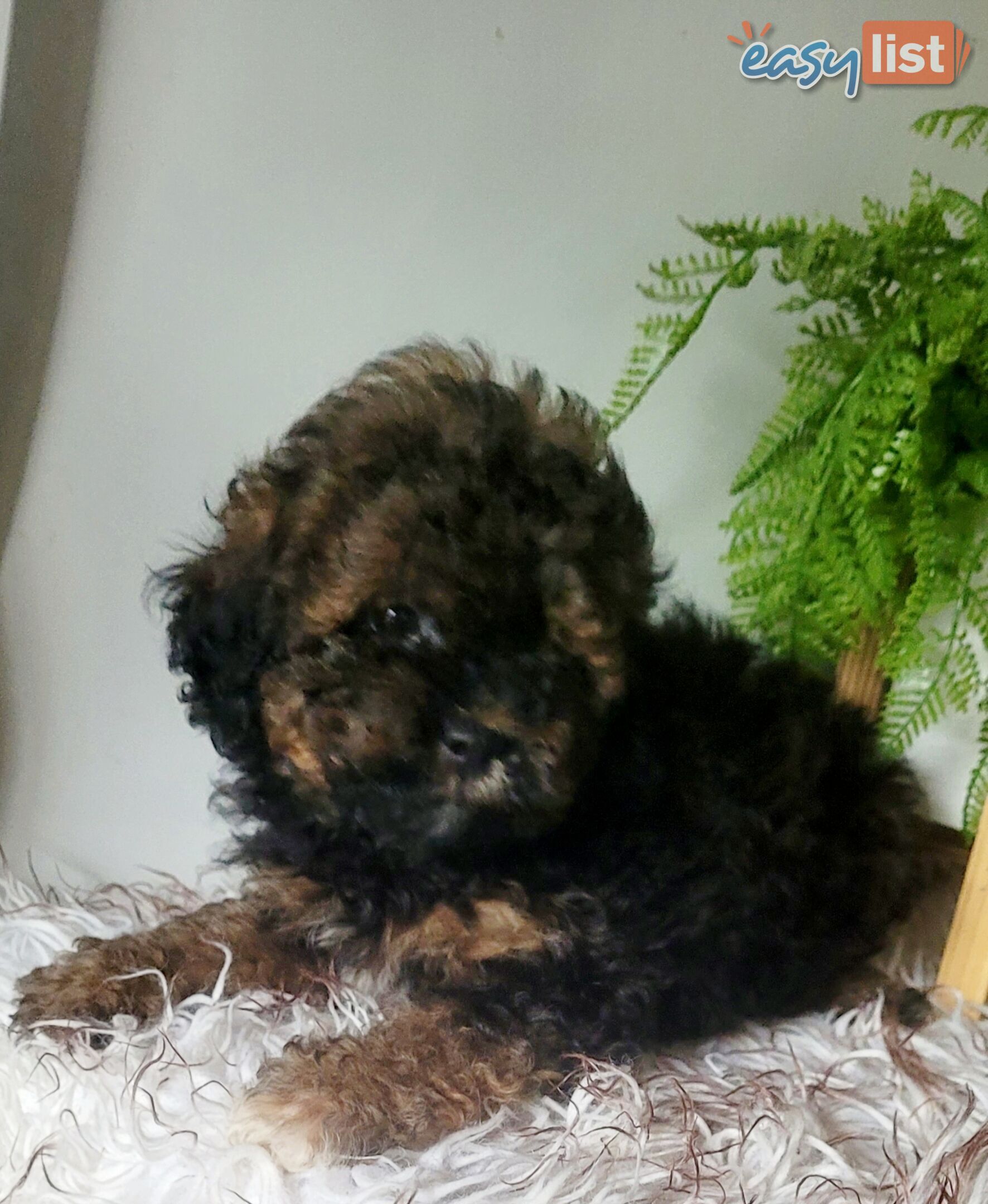 Moodle puppies for sale in Australia