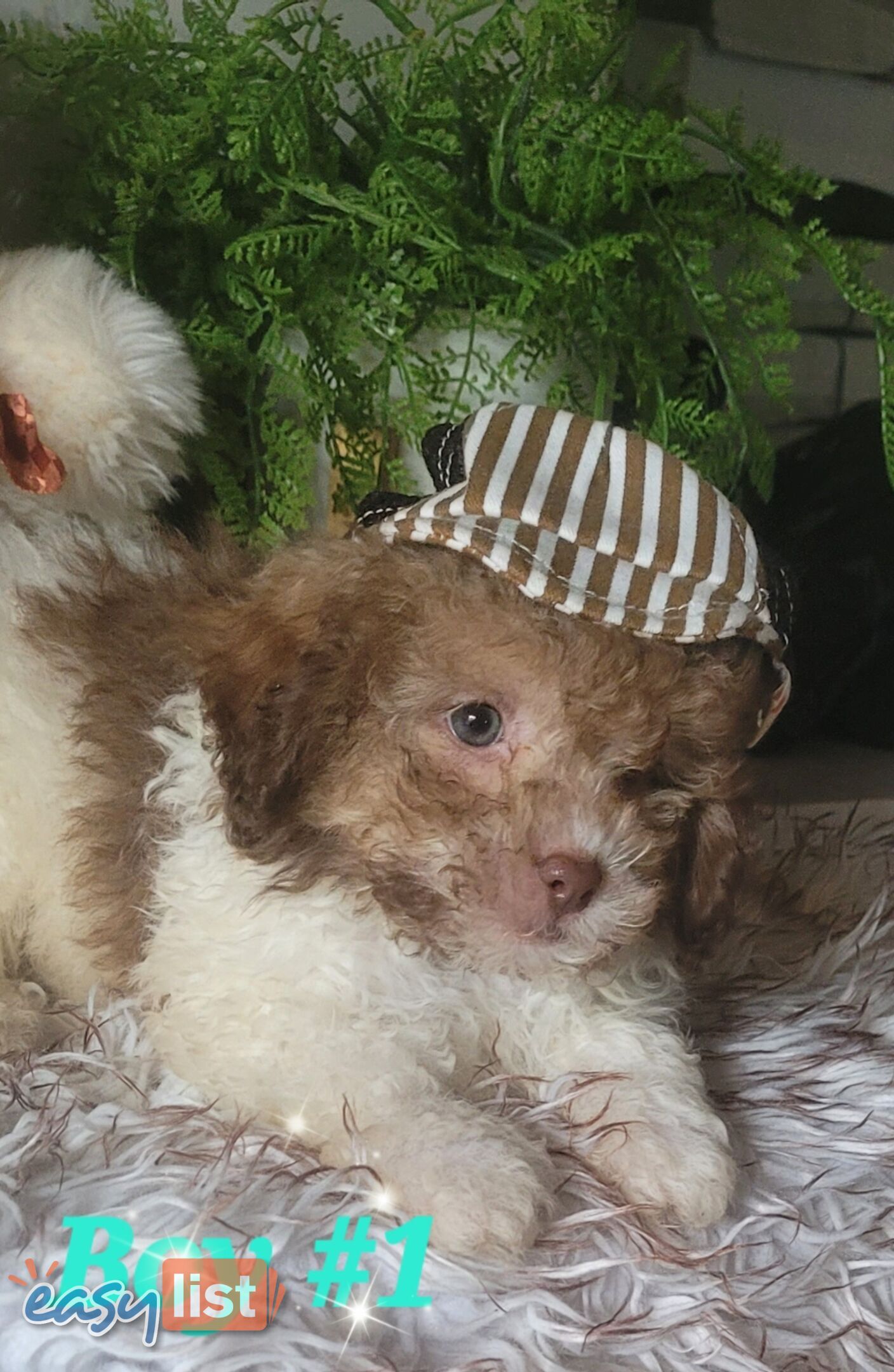 Moodle puppies for sale in Australia