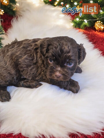 ADORABLE TOY SHOODLE PUPPIES