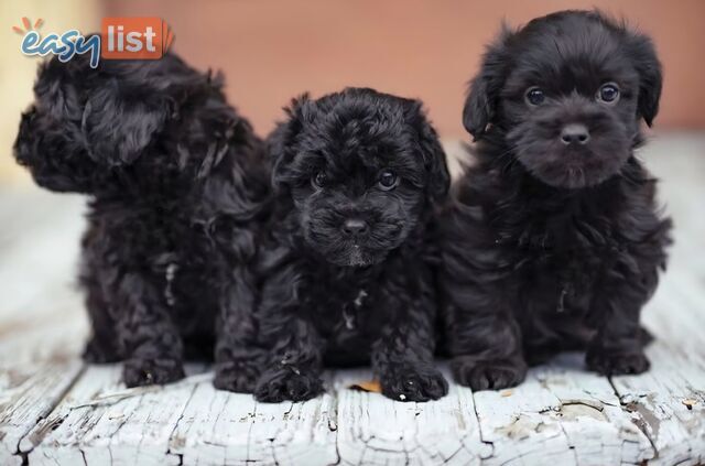 ADORABLE TOY SHOODLE PUPPIES COMING SOON!!!!