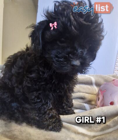 ADORABLE TOY SHOODLE PUPPIES COMING SOON!!!!